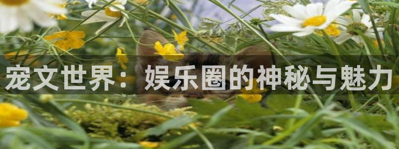 庄闲和游戏官网：宠文世界：娱乐圈的神秘与魅力